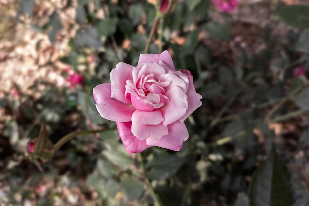 Nahaufnahme einer schönen Rosenblüte im Garten