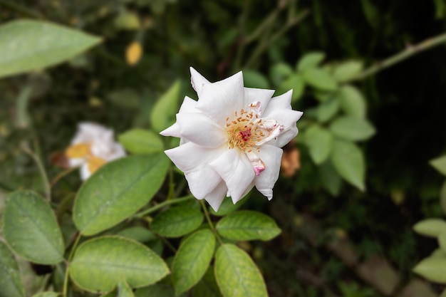 Nahaufnahme einer schönen Rosenblüte im Garten