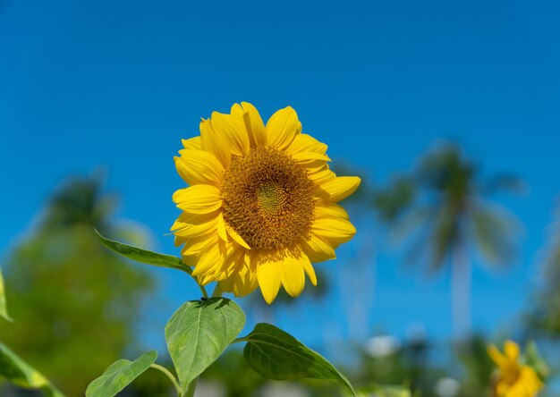 Nahaufnahme einer schönen Sonnenblume am verschwommenen Himmel
