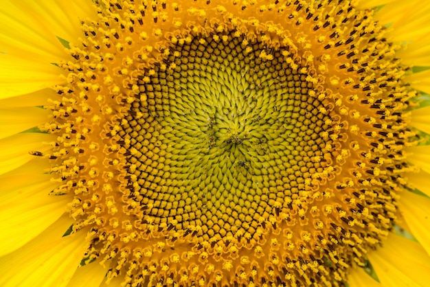 Nahaufnahme einer schönen Sonnenblume