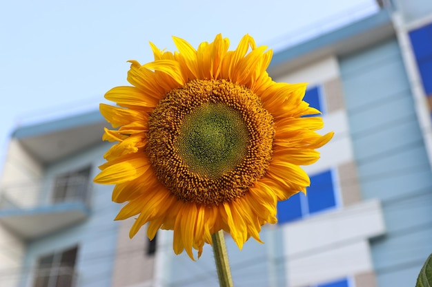 Nahaufnahme einer schönen Sonnenblumenblüte im Garten