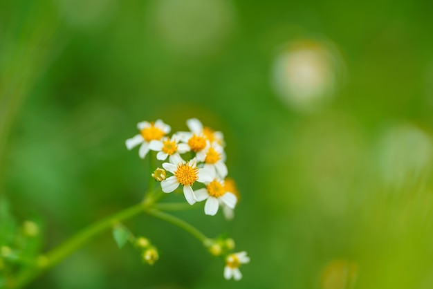 Nahaufnahme einer schönen weißen mini-blume mit gelbem pollen unter sonnenlicht mit kopierraum unter verwendung von grünen naturpflanzen landschaftsökologie-tapeten-seitenkonzept als hintergrund