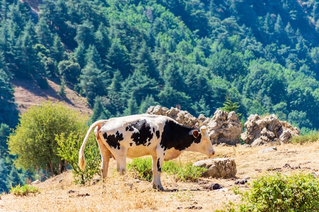 Foto nahaufnahme einer schwarz-weißen kuh auf der wiese milch- und landwirtschaftskonzept