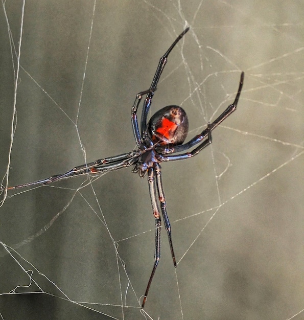 Nahaufnahme einer schwarzen Fensterspinne im Netz