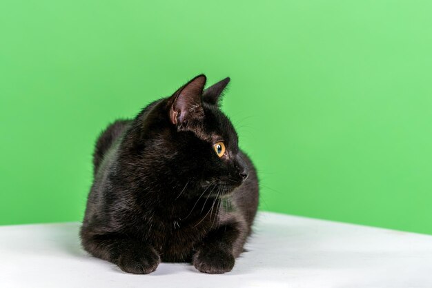 Nahaufnahme einer schwarzen Hauskatze mit kurzen Haaren auf grünem Hintergrund sitzt auf einem weißen Würfel und ...