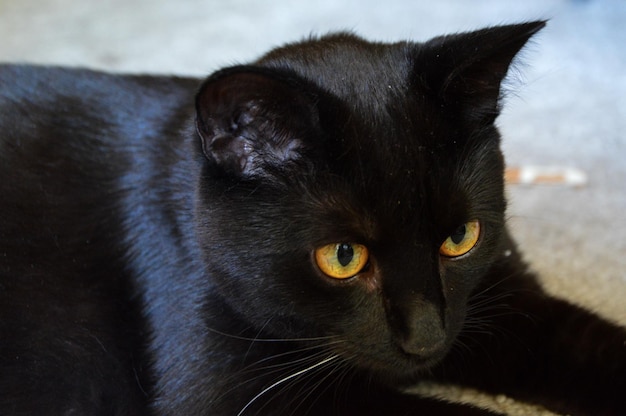 Nahaufnahme einer schwarzen Katze, die auf dem Boden sitzt