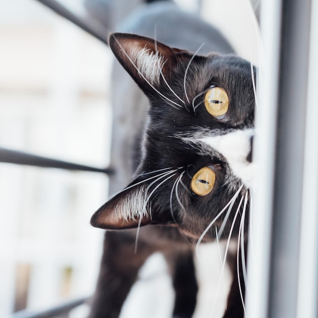 Foto nahaufnahme einer schwarzen katze mit gelben augen