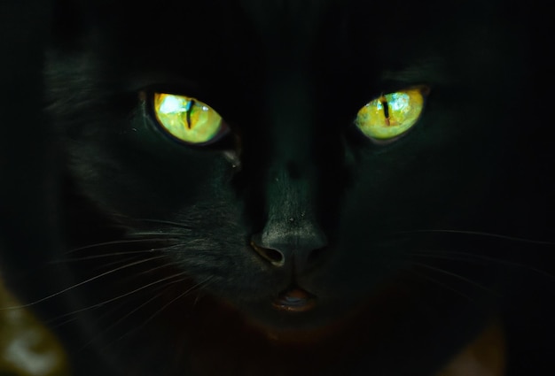 Nahaufnahme einer schwarzen Katze mit grünen Augen, die mit generativer KI-Technologie erstellt wurde