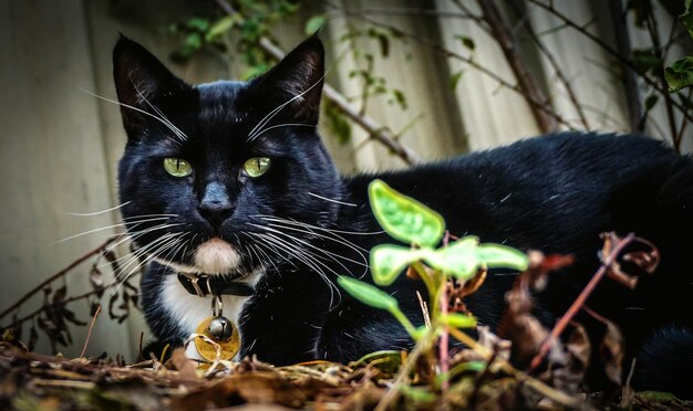 Foto nahaufnahme einer schwarzen katze