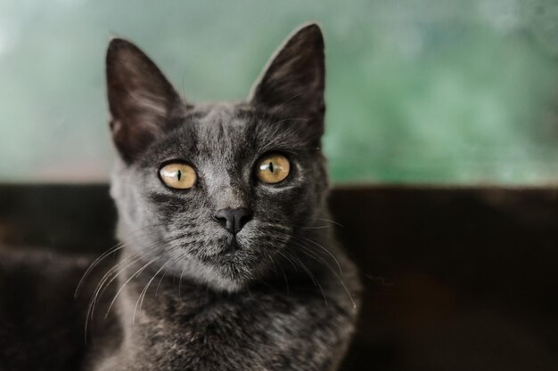 Foto nahaufnahme einer schwarzen katze