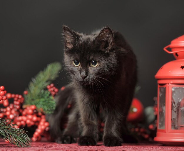 Nahaufnahme einer schwarzen Katze
