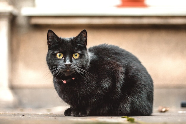 Nahaufnahme einer schwarzen Katze