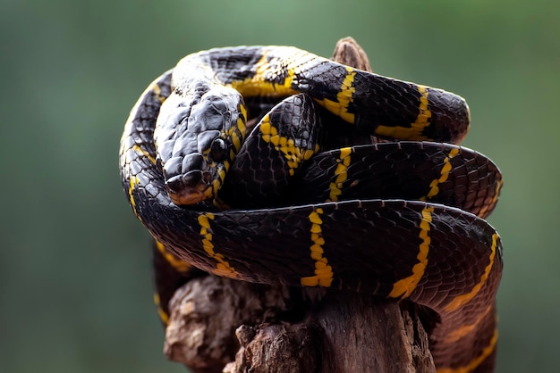 Foto nahaufnahme einer schwarzen mangroven-katzenschlange