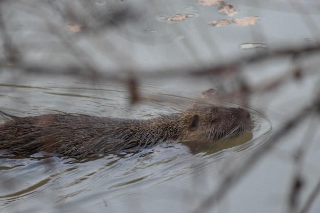 Nahaufnahme einer schwimmenden Nutria