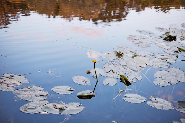 Nahaufnahme einer Seerose in einem Sumpf im Herbst