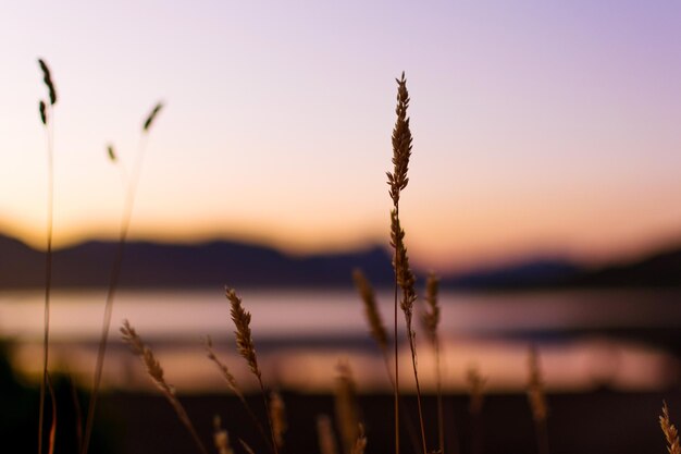 Nahaufnahme einer Silhouettenpflanze auf dem Feld gegen den Himmel während des Sonnenuntergangs
