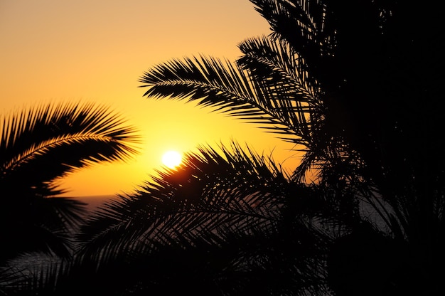 Foto nahaufnahme einer silhouettpalme gegen den himmel bei sonnenuntergang