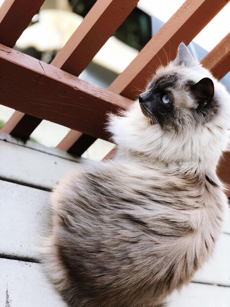 Foto nahaufnahme einer sitzenden katze