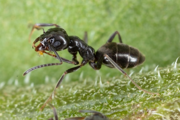 Nahaufnahme einer sitzenden Tapinomameise, die auf grünem Gras läuft