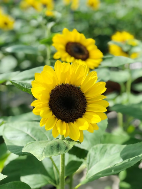 Foto nahaufnahme einer sonnenblume auf dem feld