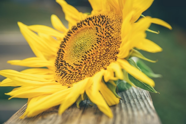 Nahaufnahme einer Sonnenblume auf einem unscharfen Hintergrund