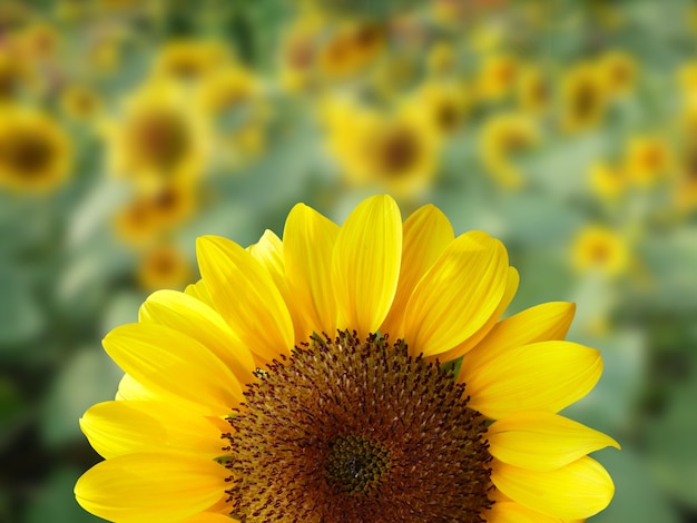 Nahaufnahme einer Sonnenblume auf natürlichem unscharfen Hintergrund