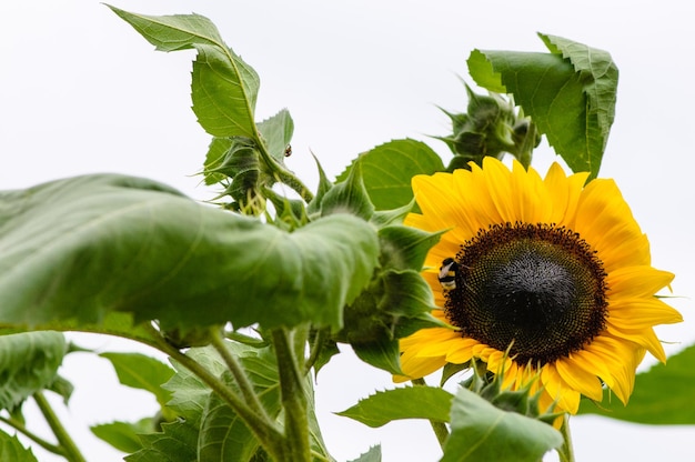 Nahaufnahme einer Sonnenblume auf weißem Hintergrund