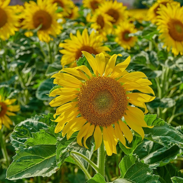 Nahaufnahme einer Sonnenblume, die im Sommer in einem Garten unter viel Grün in der Natur wächst Gelb blühende Pflanzen, die im Frühjahr auf einem grünen Feld zu blühen beginnen Helle Flora, die auf einer Wiese blüht