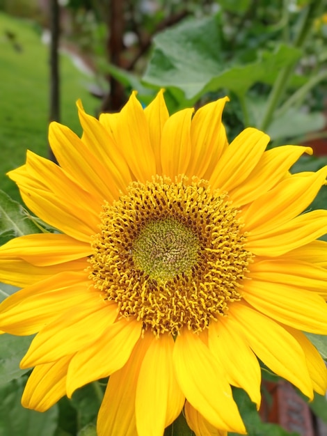 Nahaufnahme einer Sonnenblume im Feld