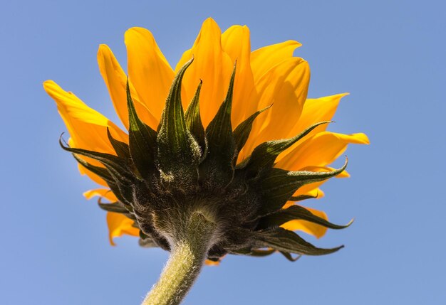 Nahaufnahme einer Sonnenblume vor blauem Himmel