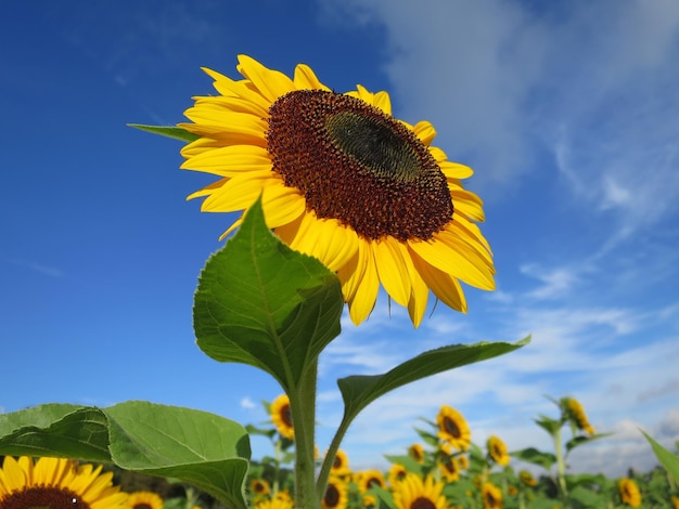 Nahaufnahme einer Sonnenblume