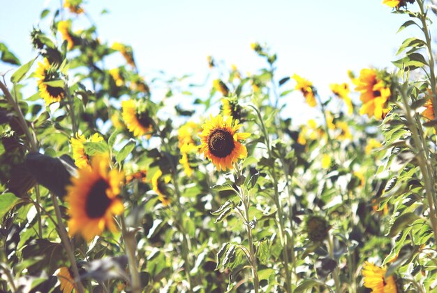 Foto nahaufnahme einer sonnenblume