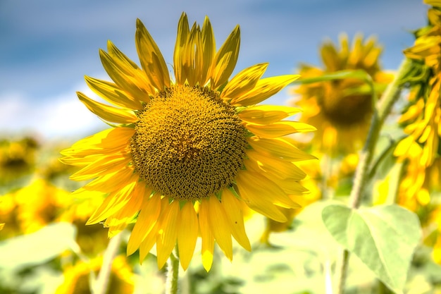 Nahaufnahme einer Sonnenblume