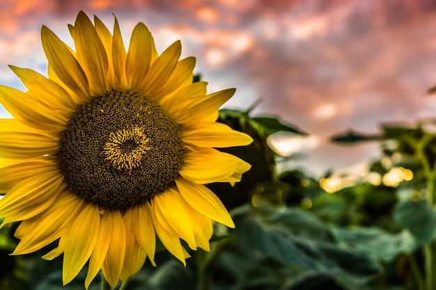 Nahaufnahme einer Sonnenblume
