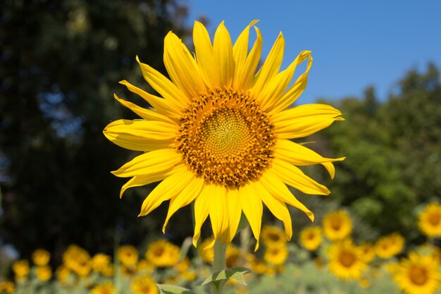 Nahaufnahme einer Sonnenblume