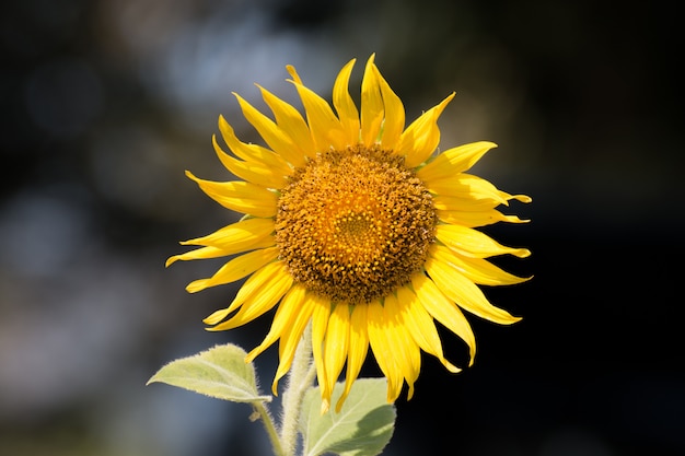 Nahaufnahme einer Sonnenblume