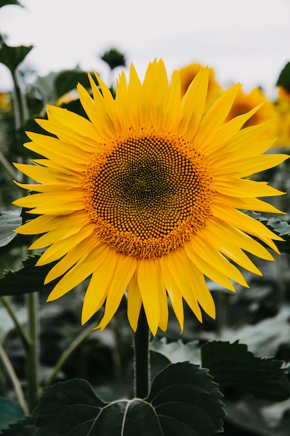 Nahaufnahme einer Sonnenblumenblume