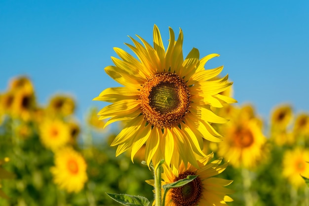 Nahaufnahme einer Sonnenblumenpflanze vor dem Himmel