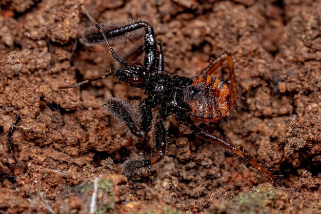 Foto nahaufnahme einer spinne auf dem feld