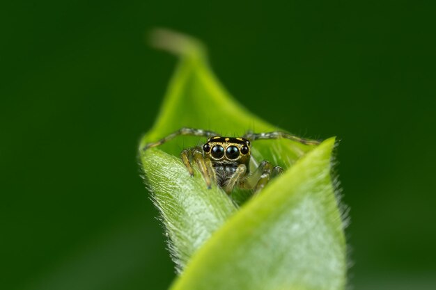 Nahaufnahme einer Spinne auf dem grünen Blatt