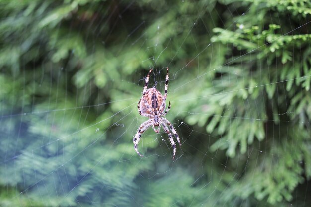 Foto nahaufnahme einer spinne auf dem netz