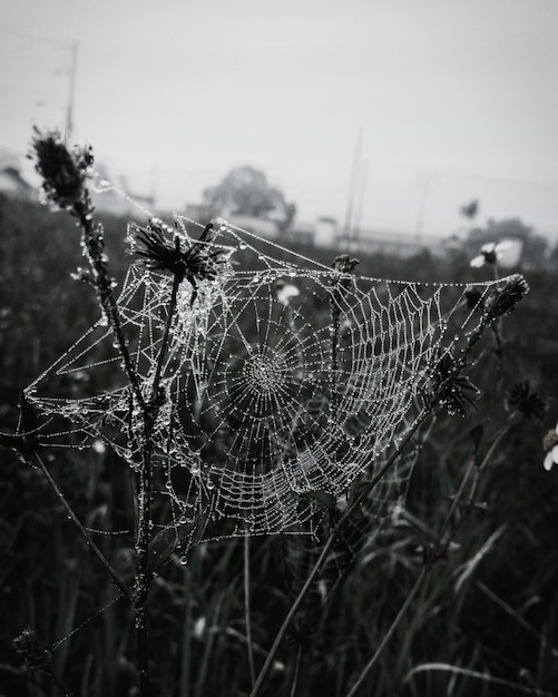 Foto nahaufnahme einer spinne auf dem netz