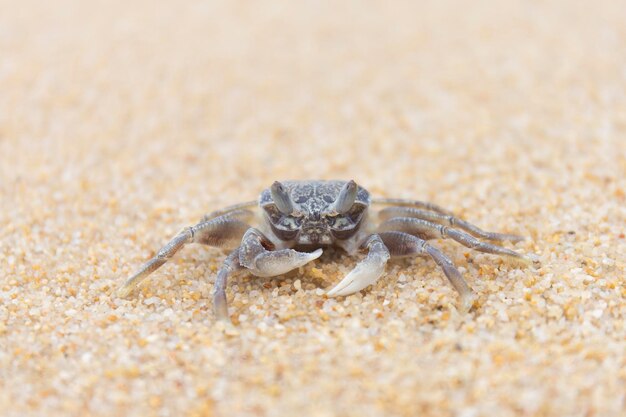 Foto nahaufnahme einer spinne auf dem sand