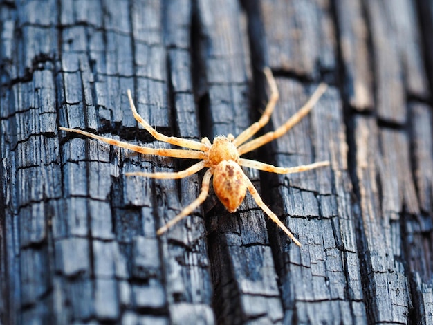 Foto nahaufnahme einer spinne auf einem baumstamm