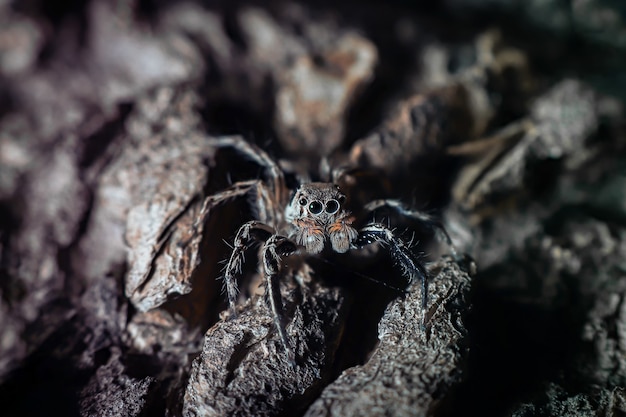 Nahaufnahme einer Spinne auf einem Blatt