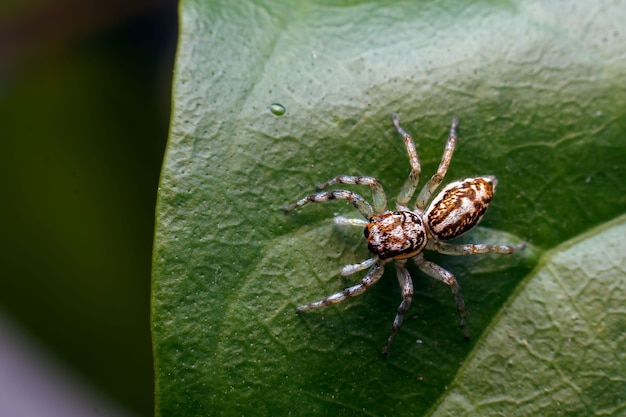 Nahaufnahme einer Spinne auf einem Blatt