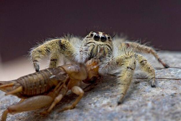 Foto nahaufnahme einer spinne auf einem felsen