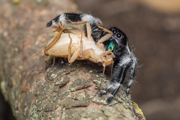 Foto nahaufnahme einer spinne, die auf einem zweig auf eine heuschrecke jagt