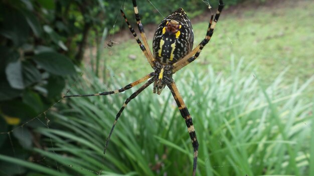 Foto nahaufnahme einer spinne im garten