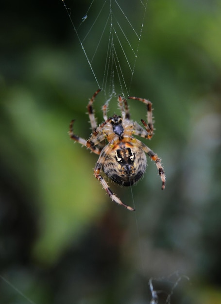 Foto nahaufnahme einer spinne im netz